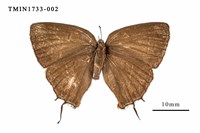 藏品(臺灣灑灰蝶)的圖片